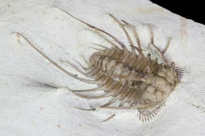 Rare, Spiny Ceratonurus Trilobite - Black Cat Mountain #92642